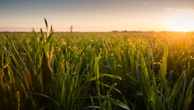 Picture of . "Lilydale", WEST WYALONG NSW 2671