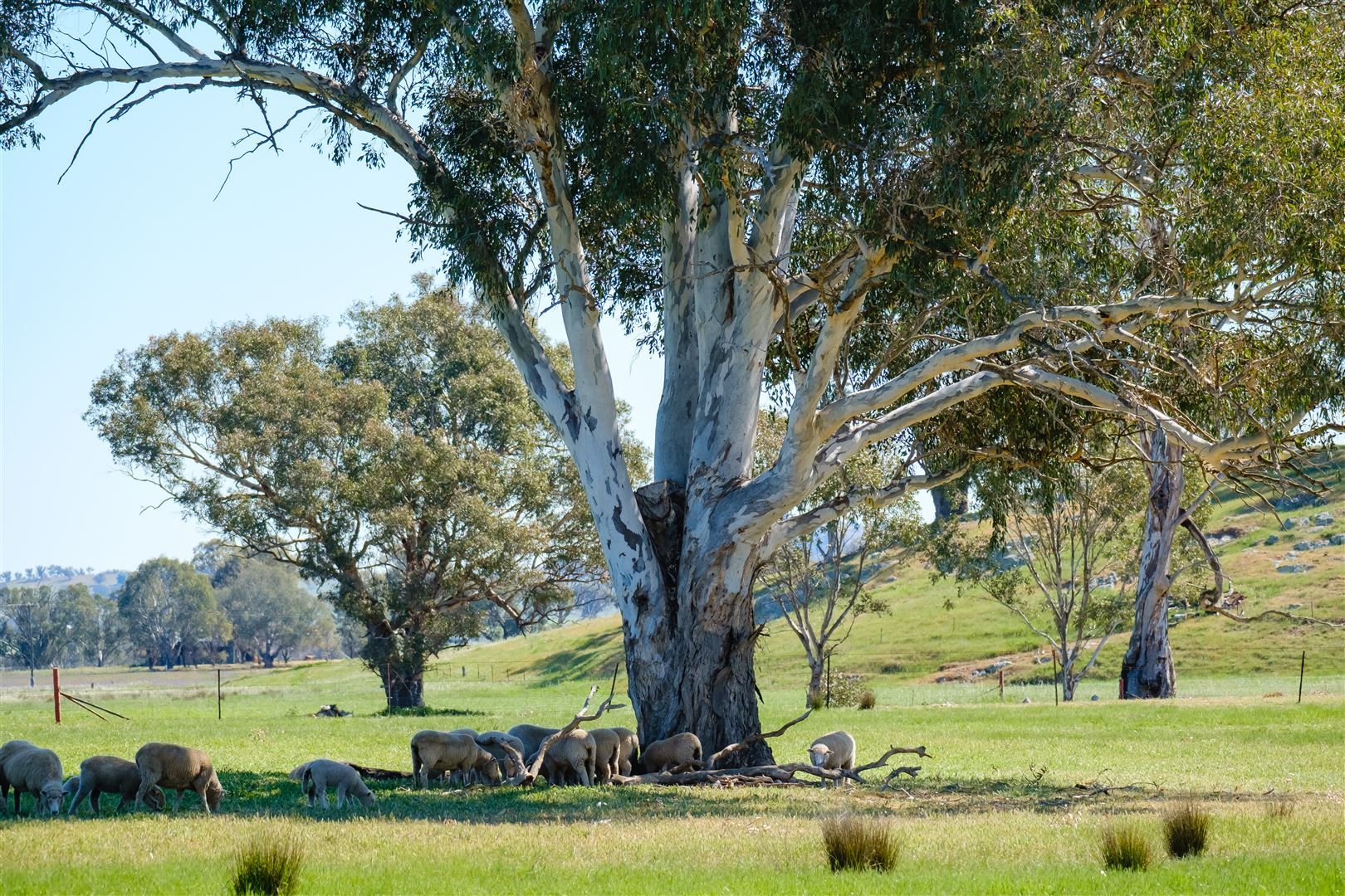 Cookardinia NSW 2650, Image 2