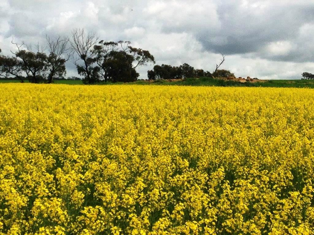 Cunderdin WA 6407, Image 0