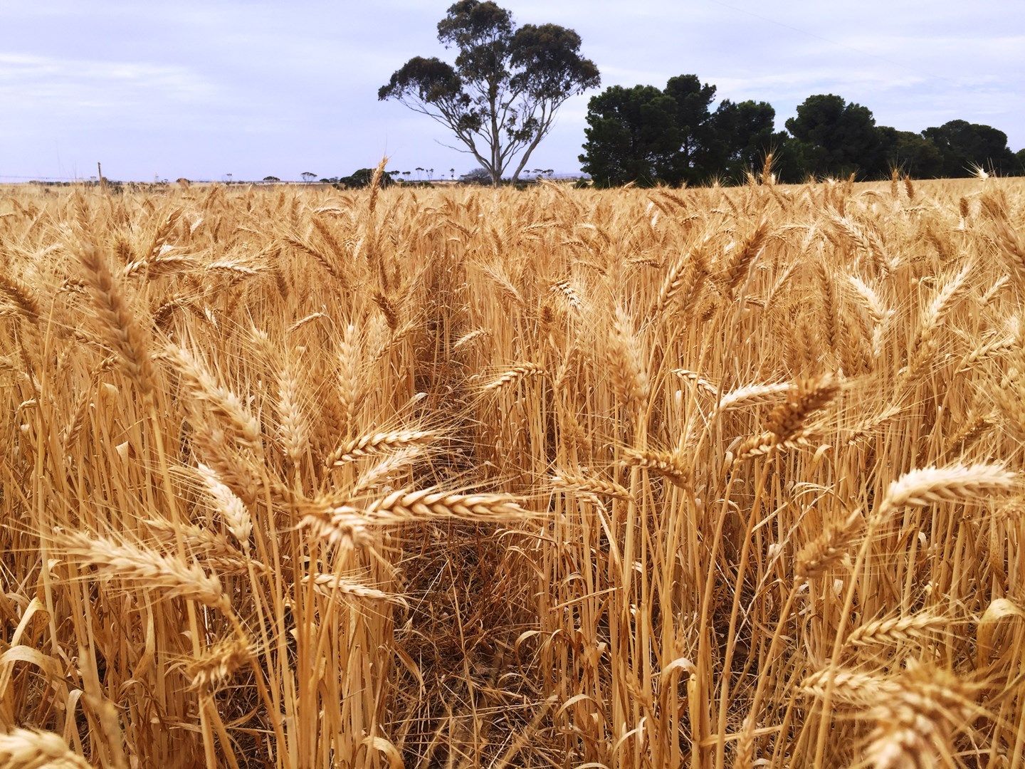 187 Nield Road Hundred of Verran, Rudall SA 5642, Image 0