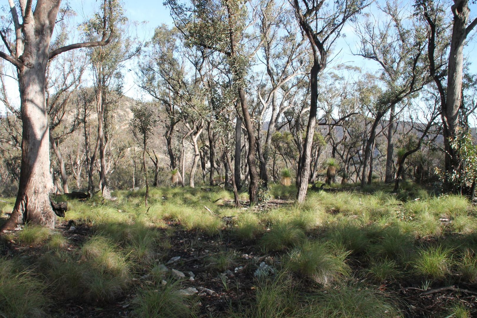 Lot 24 Bluff Creek Road, Tenterfield NSW 2372, Image 2