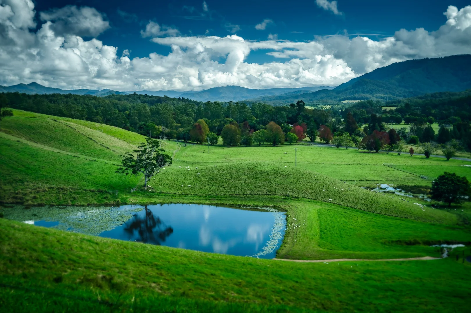 Additional image 34 of 2165 Waterfall Way, Thora NSW 2454