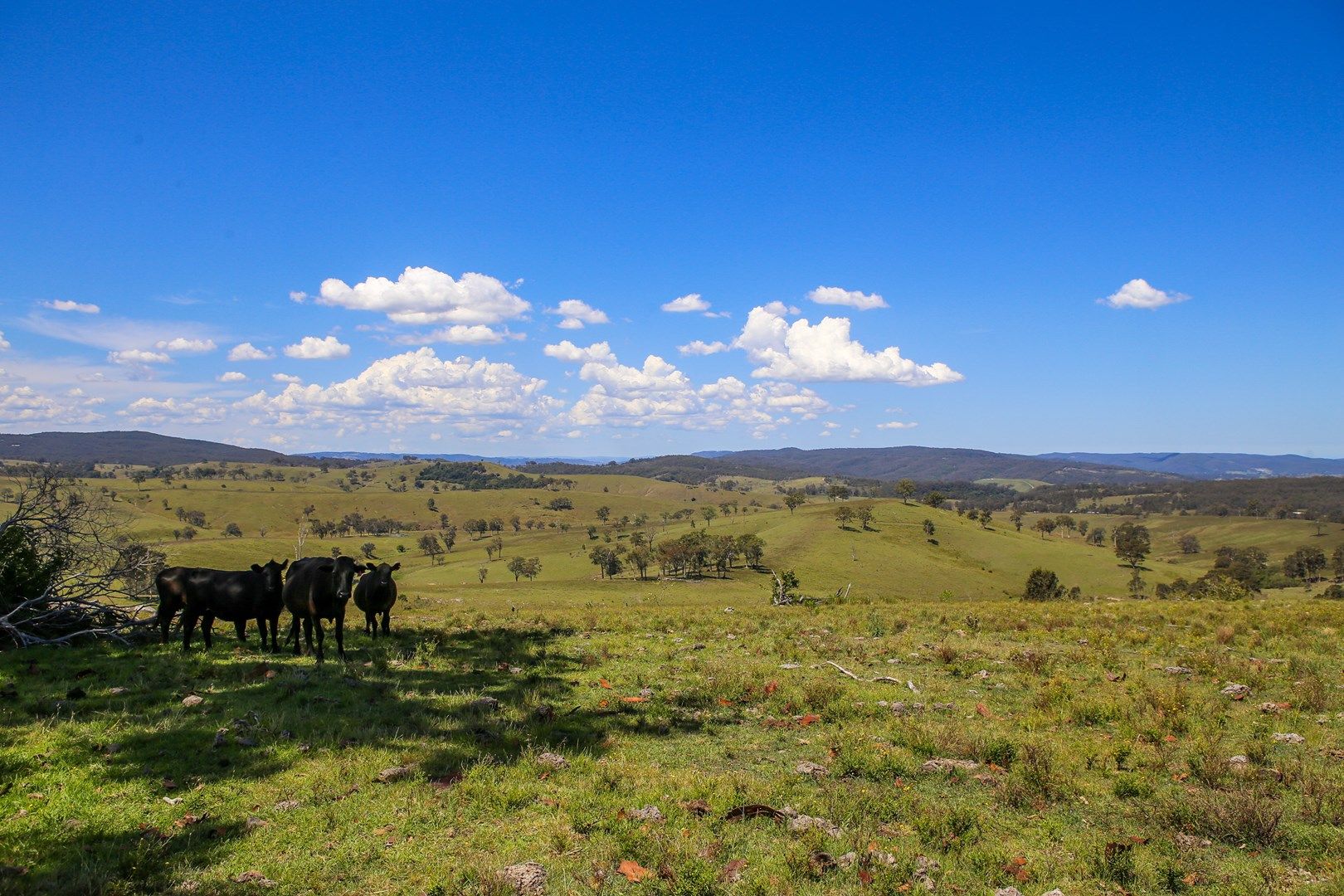 1394 Webbers Creek Road, Paterson NSW 2421, Image 0