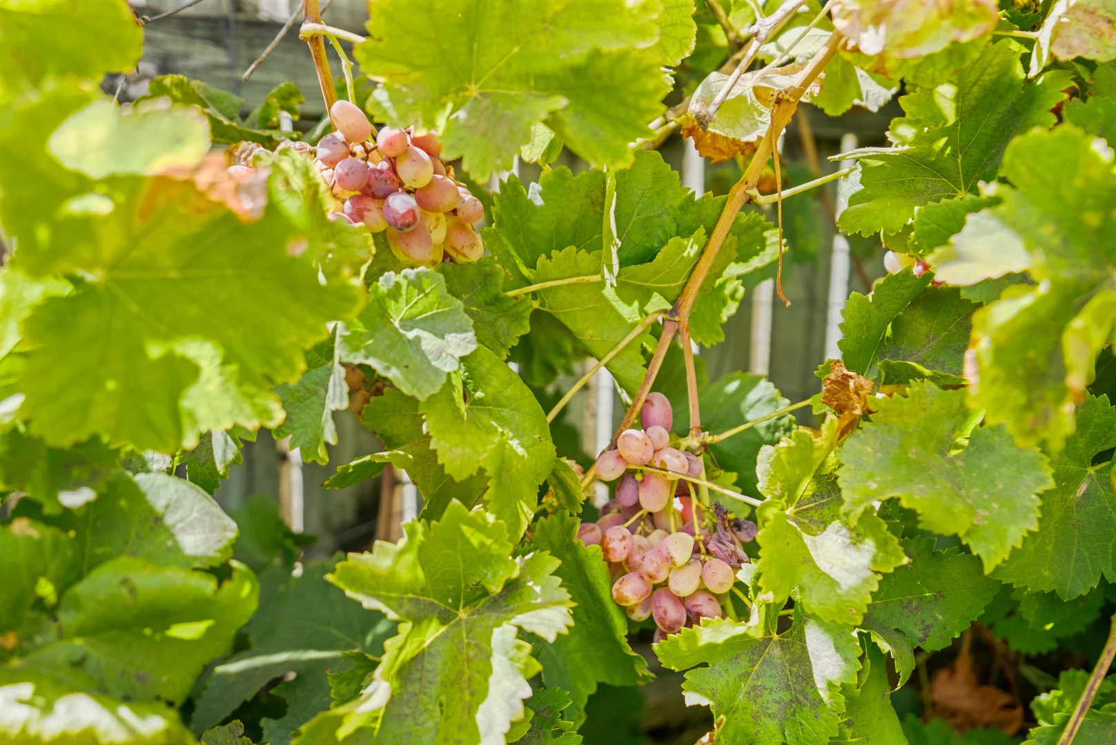 Additional image 24 of 99 Woodbridge Drive, Cooloongup WA 6168