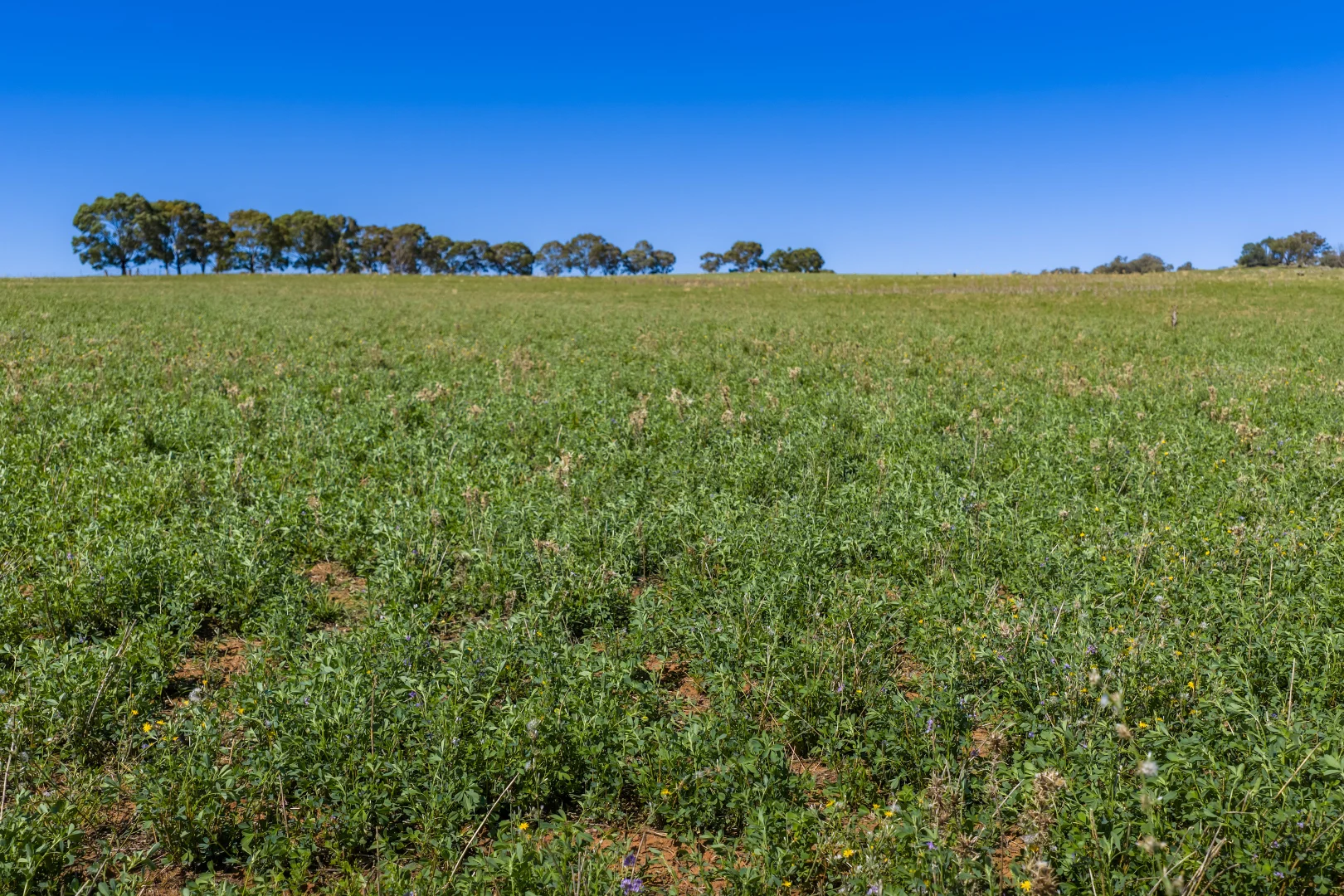 Additional image 18 of 306 Moola Road, Canowindra NSW 2804