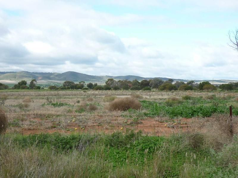 Lot 521 Drovers Road, Warnertown SA 5540, Image 1