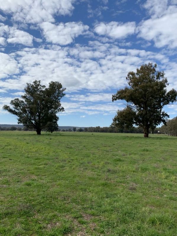 Forbes NSW 2871 House for Sale Domain