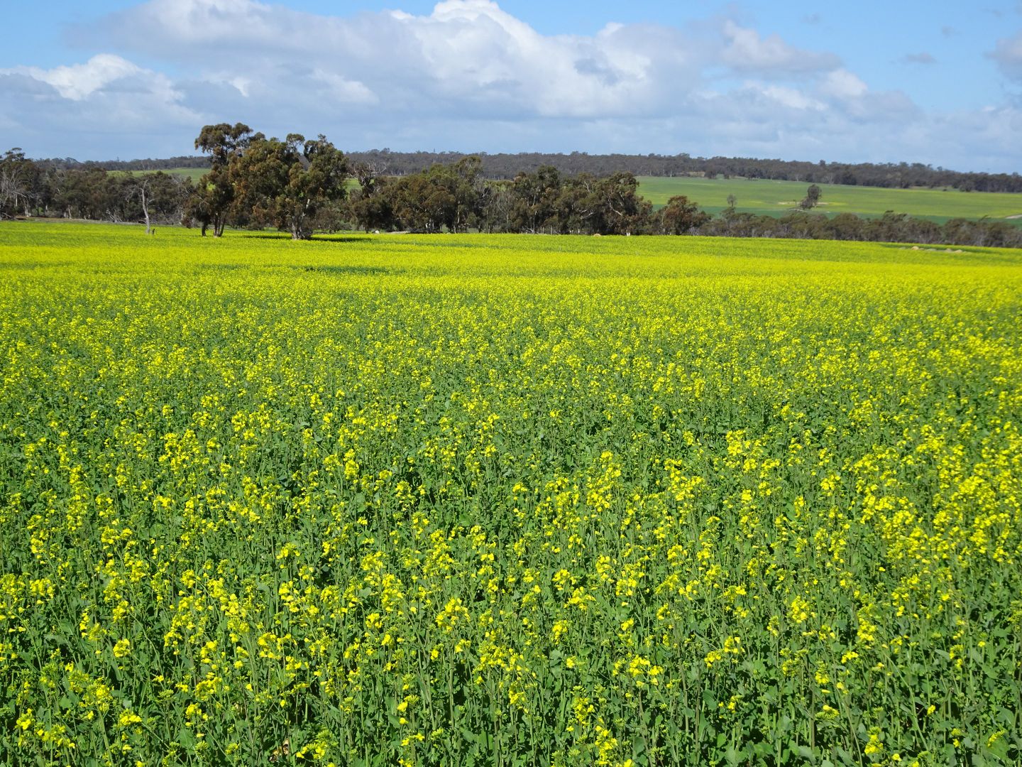 "Koobadong West", Noble Rd, Wagin WA 6315, Image 2