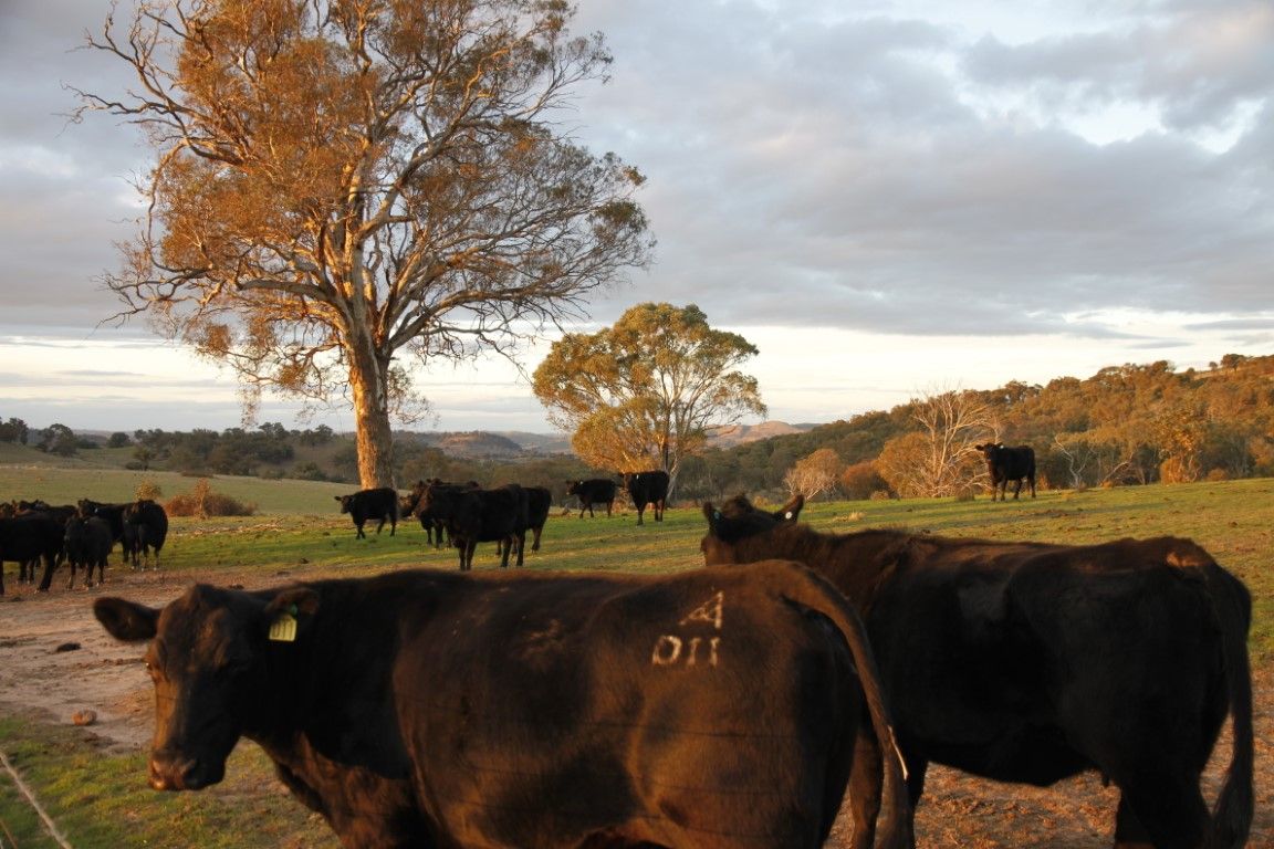 Jugiong NSW 2726, Image 1