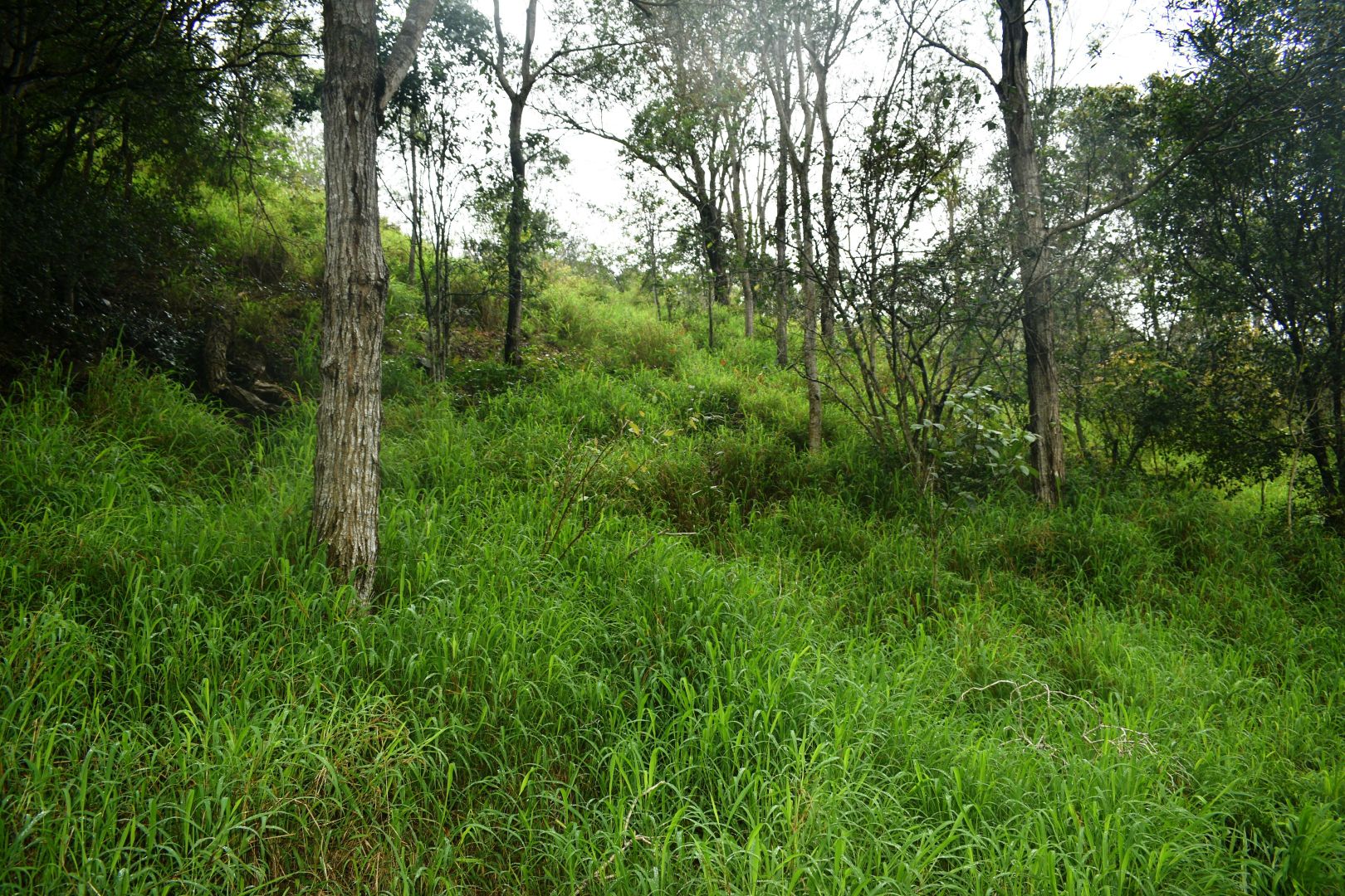 Lot 184 Mountain Rd, Bauple QLD 4650, Image 2