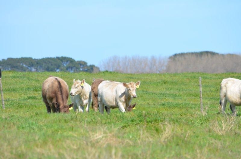 Allot 1, 2 & 3 Limestone Coast rd, CAPE JAFFA SA 5275, Image 0