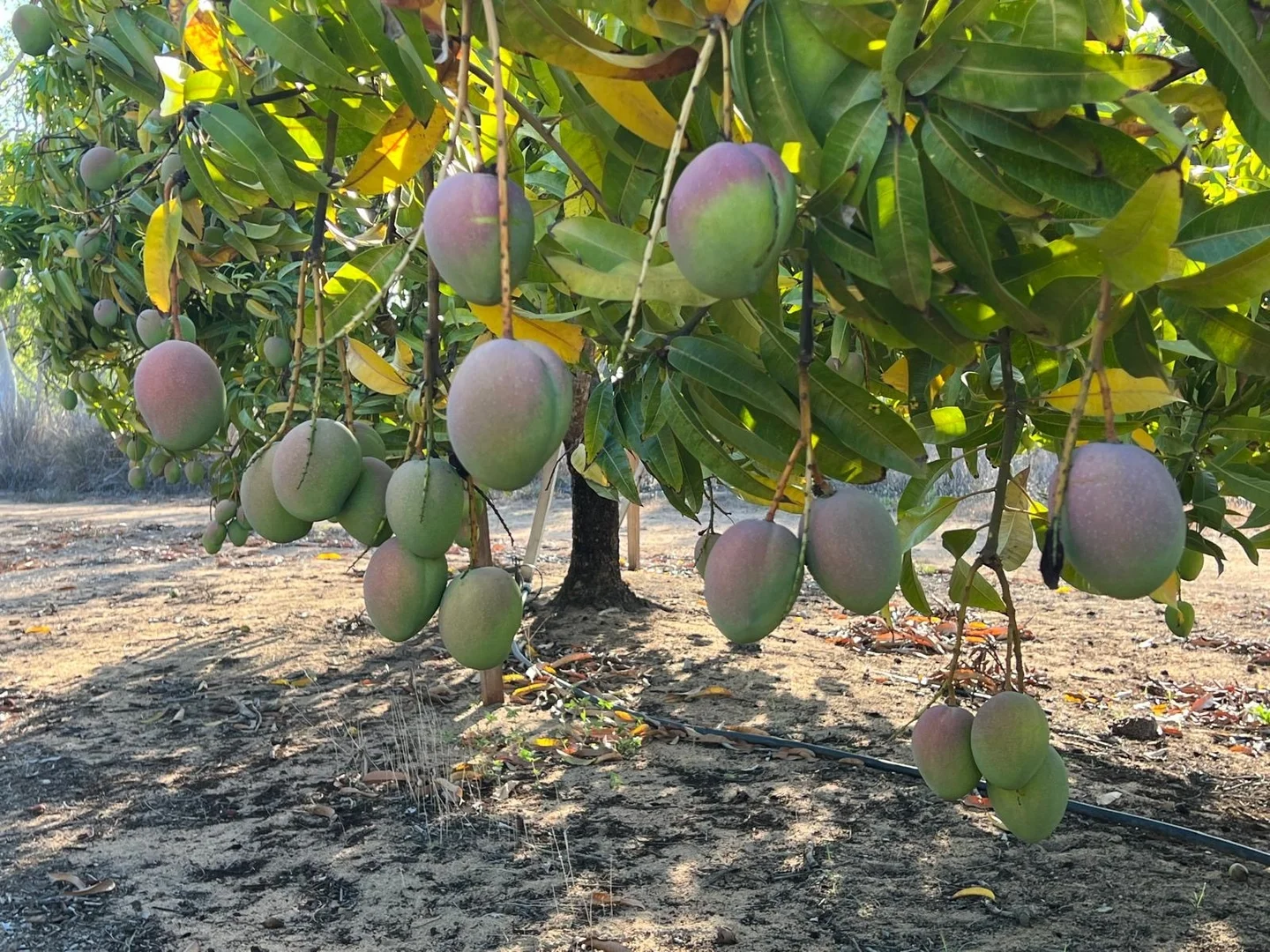 Additional image 20 of 440 Chewko Road, Mareeba QLD 4880