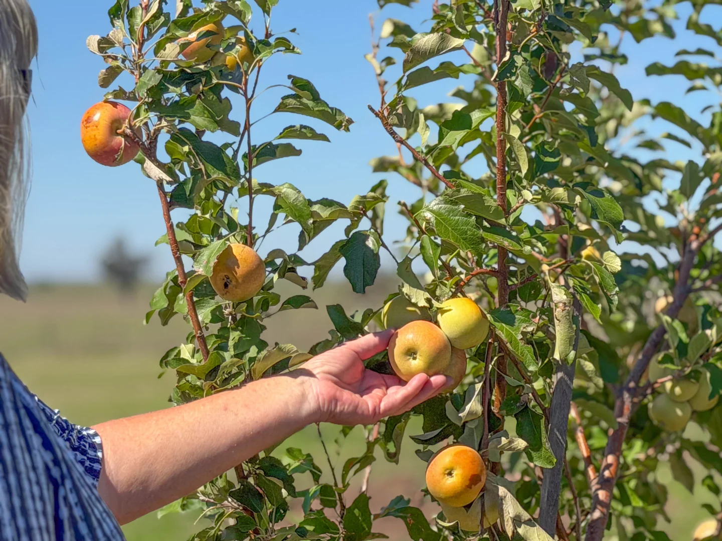 Additional image 11 of 63 Gunning Ridge Road, Forbes NSW 2871