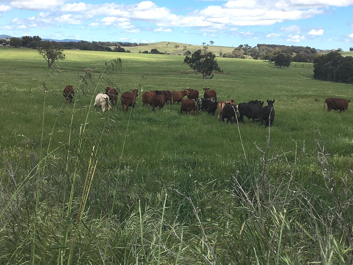 'The Willows' Eurimbla Road, Cumnock NSW 2867, Image 0