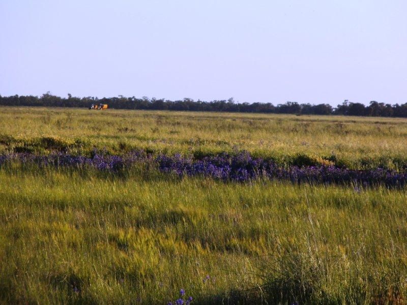 . "Plains East", NARRANDERA NSW 2700, Image 2