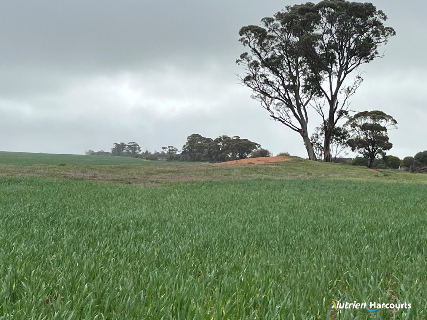 . 'GBs', Koorda WA 6475, Image 1