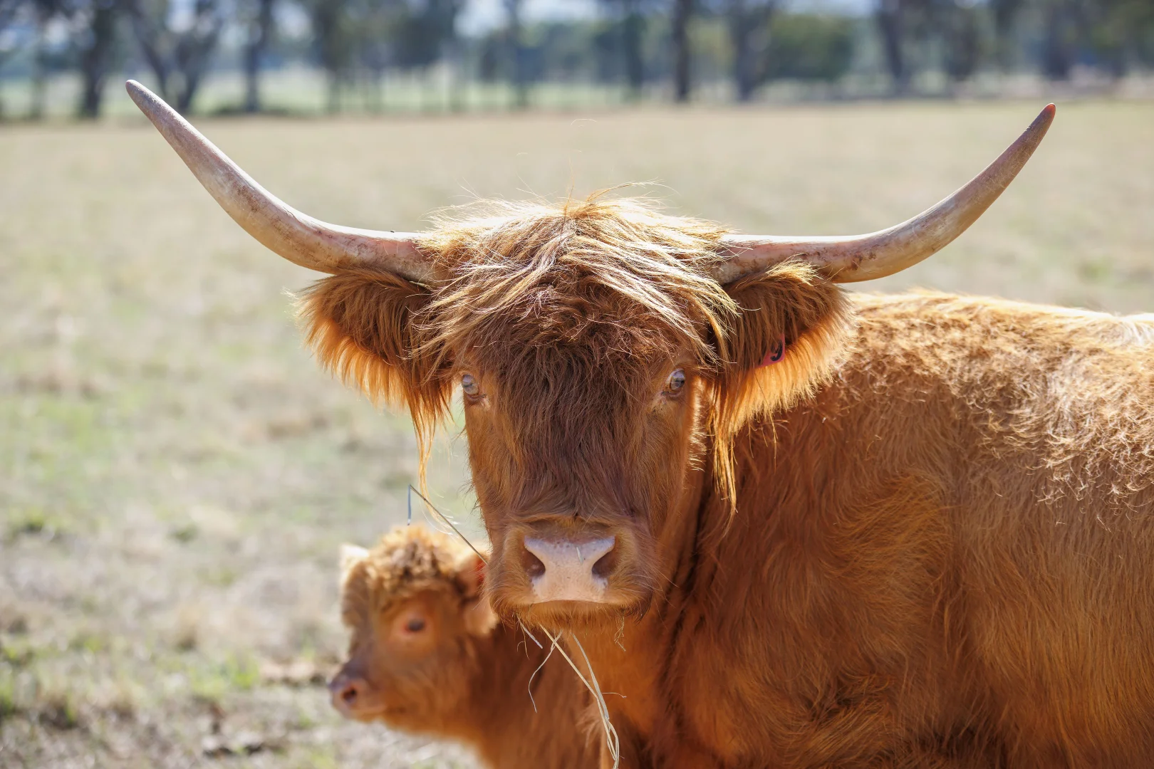 Additional image 21 of 884 Chiltern-Yackandandah Road, Indigo Valley VIC 3688