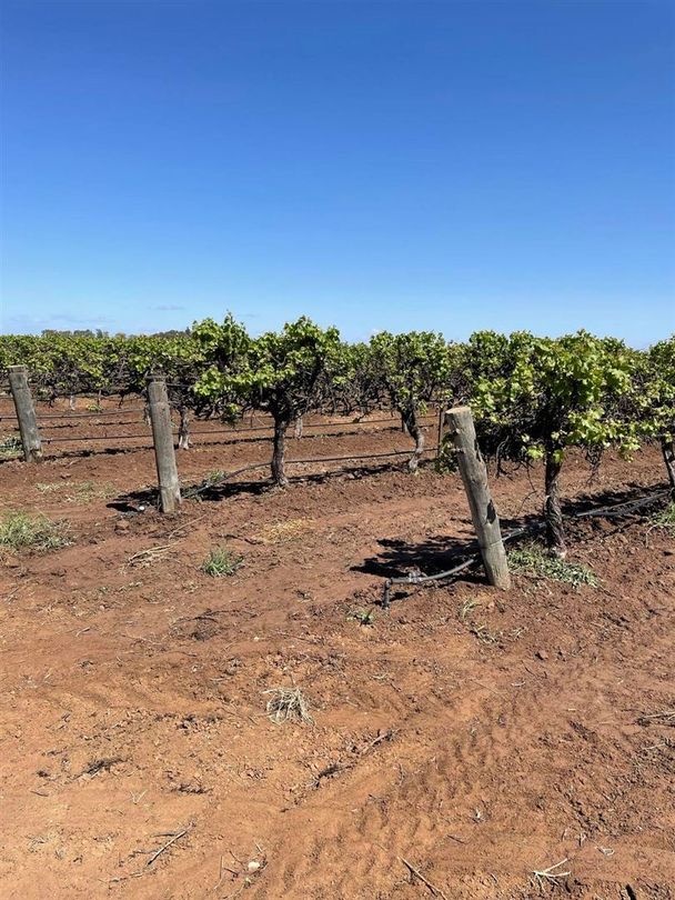 232 Arnold Coats Road, Cobdogla SA 5346 Specialist Farm for Sale