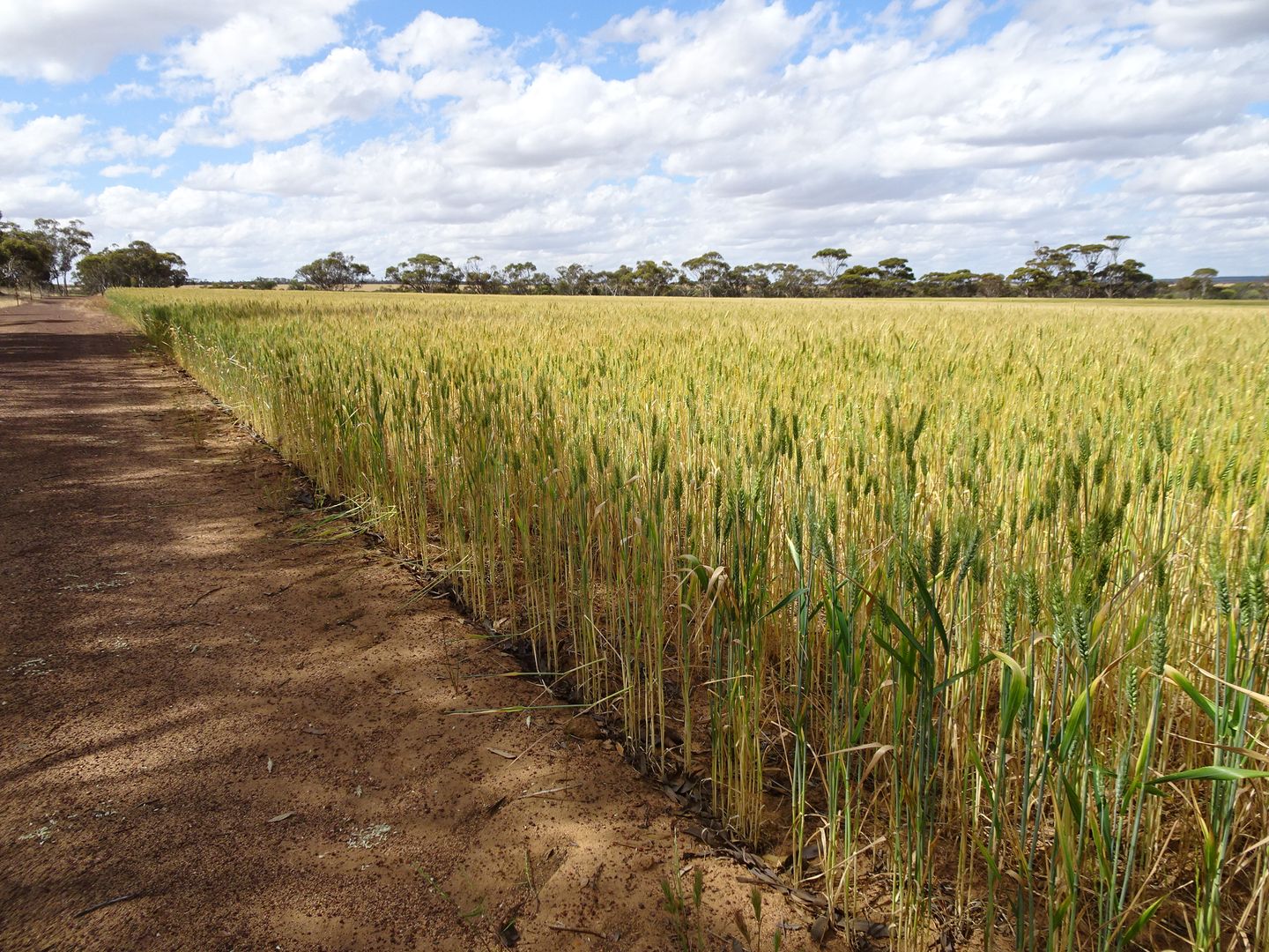 1112 Bendering Road East, Kondinin WA 6367, Image 2