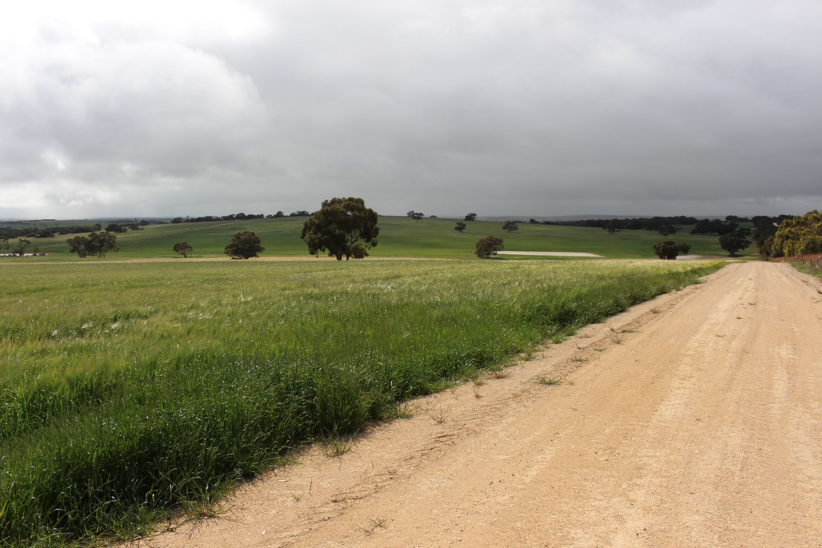 73 Crane Road, Mundulla West SA 5270 Farm for Sale 4,730,000