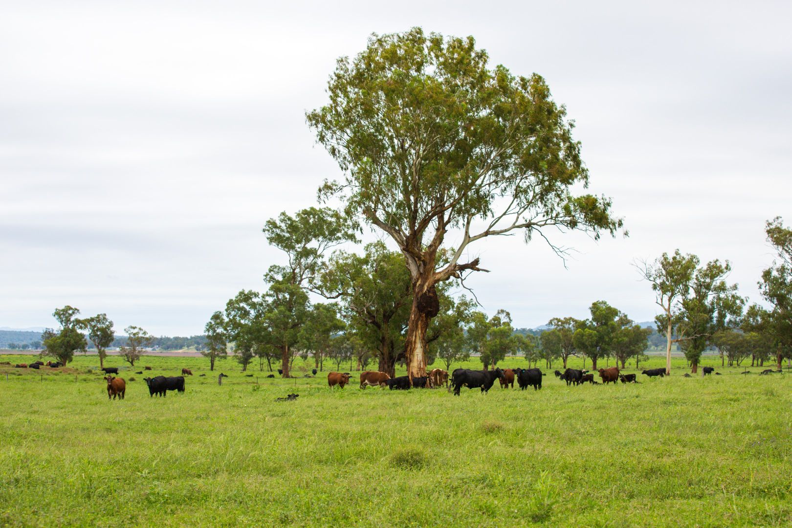 Warrah Ridge Grazing, Quirindi NSW 2343, Image 1