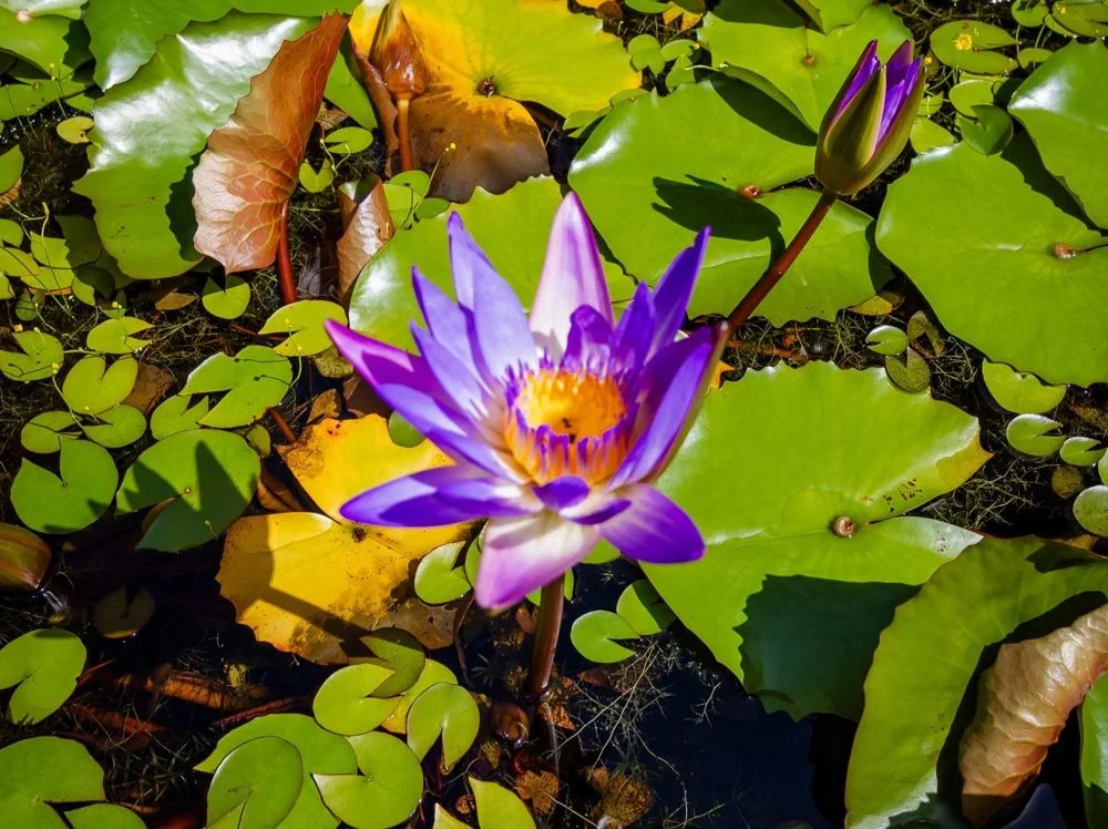 Additional image 19 of 19 47-49 Davidson Street, Port Douglas QLD 4877