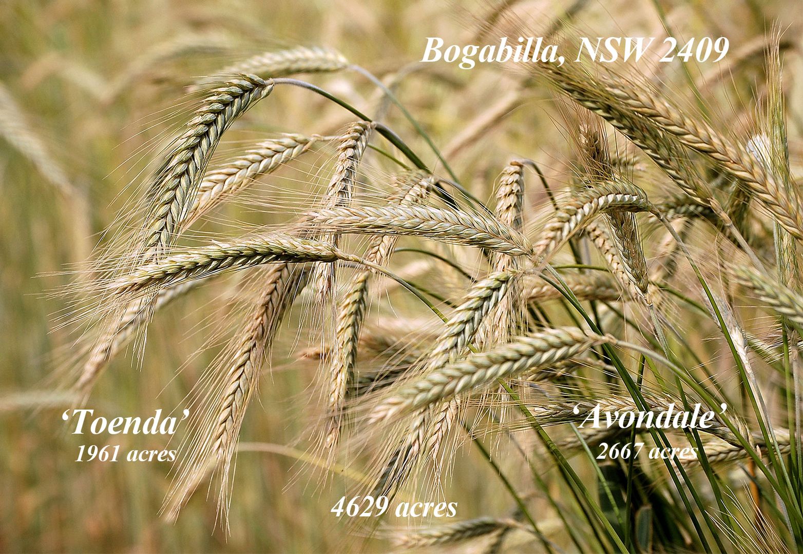 Boggabilla NSW 2409 House for Sale 9,369,500 Domain