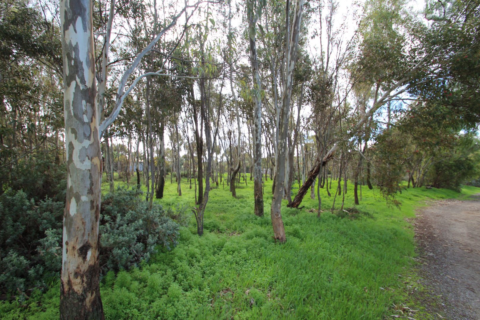 Allotment 13 Sancreed Street, Burra SA 5417, Image 1