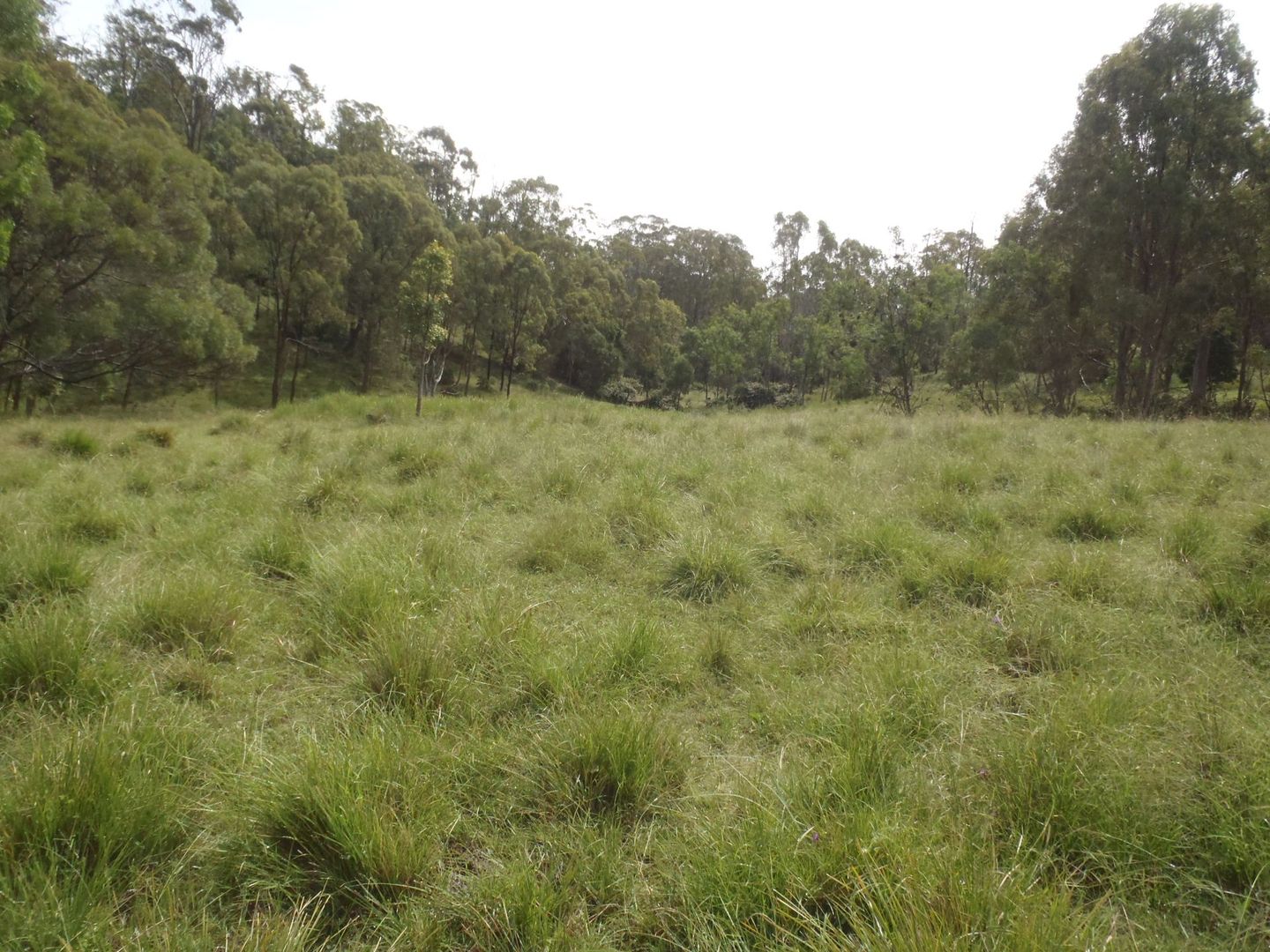 Lot 532 McCafferty Road, Merritts Creek QLD 4352, Image 1