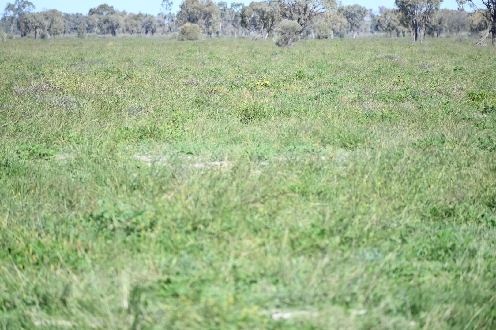 Off Sandy Camp Road, Quambone NSW 2831 House for Sale