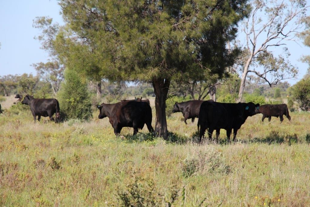 Boggabilla NSW 2409, Image 2