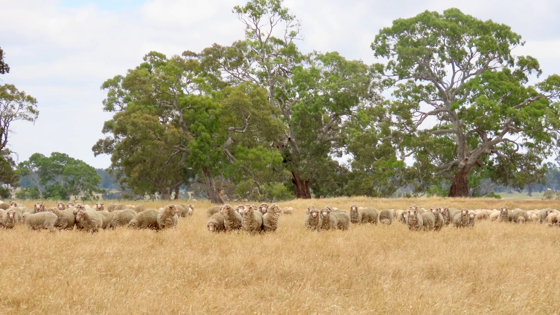 Additional image 22 of 596 Mostyn Lane, Balmoral VIC 3407