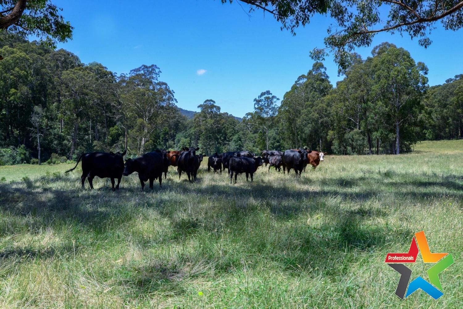 715 Little Yarra Road, Gladysdale VIC 3797, Image 1