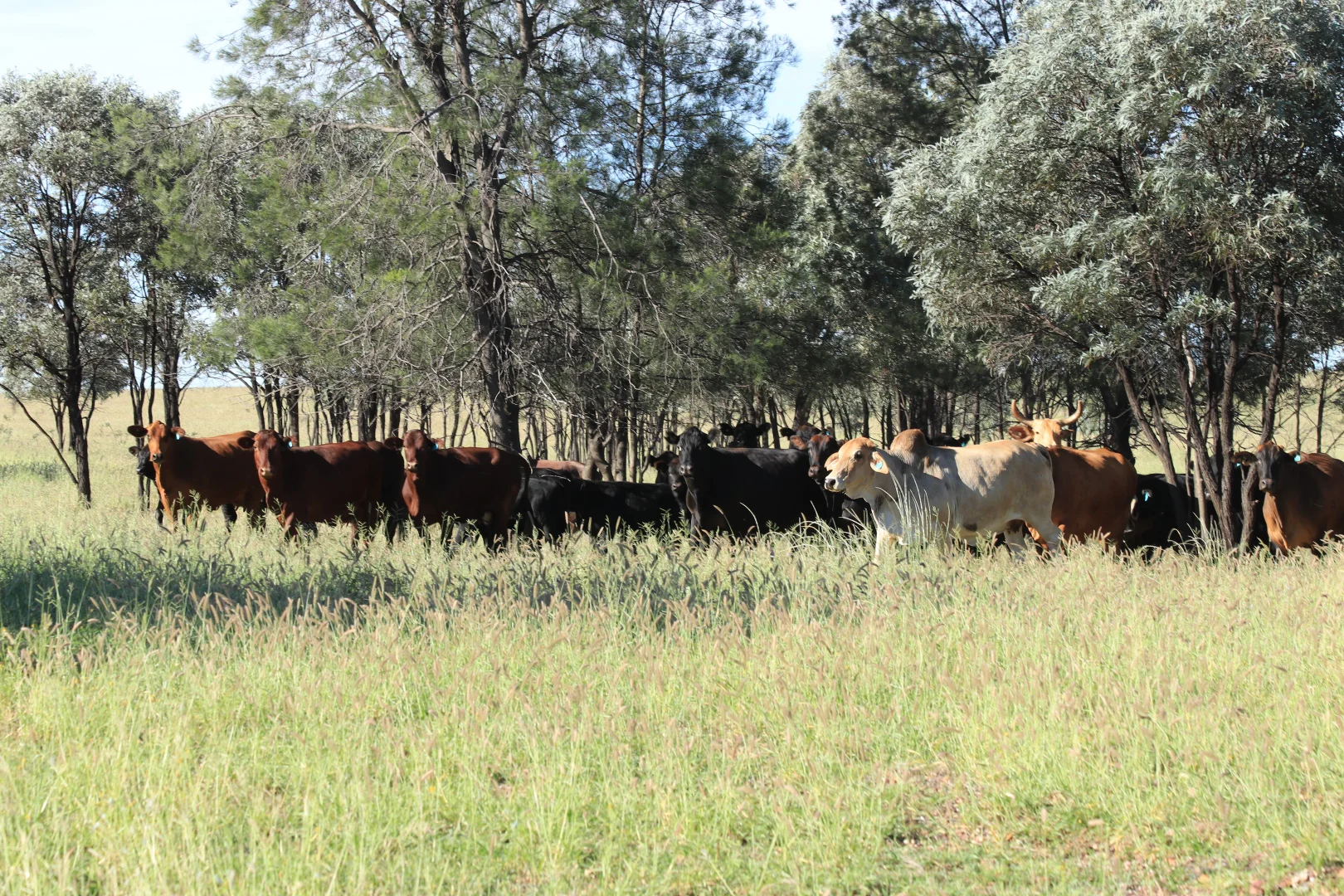 Additional image 22 of Roma QLD 4455