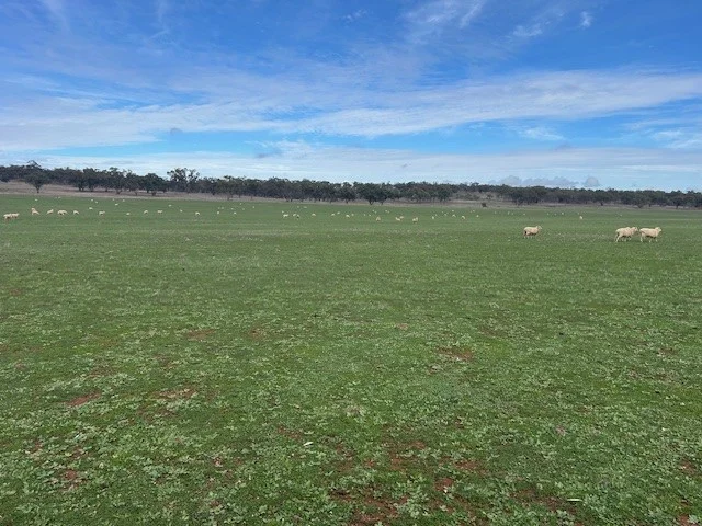 Image 8