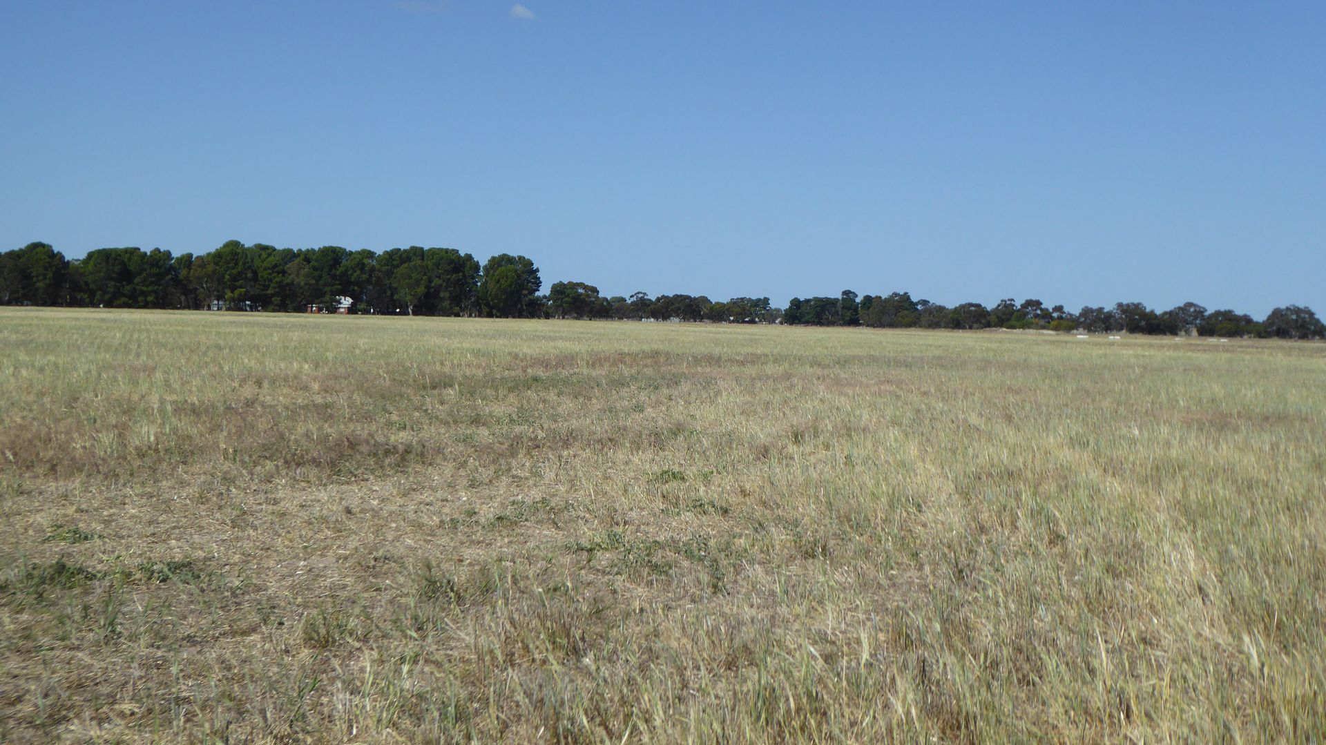 Allotment 1 Cnr Bell Road and Carcuma Road, Tintinara SA 5266 House