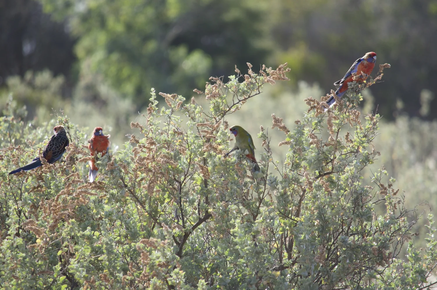 Additional image 15 of 1038 Monarto Road, Monarto SA 5254