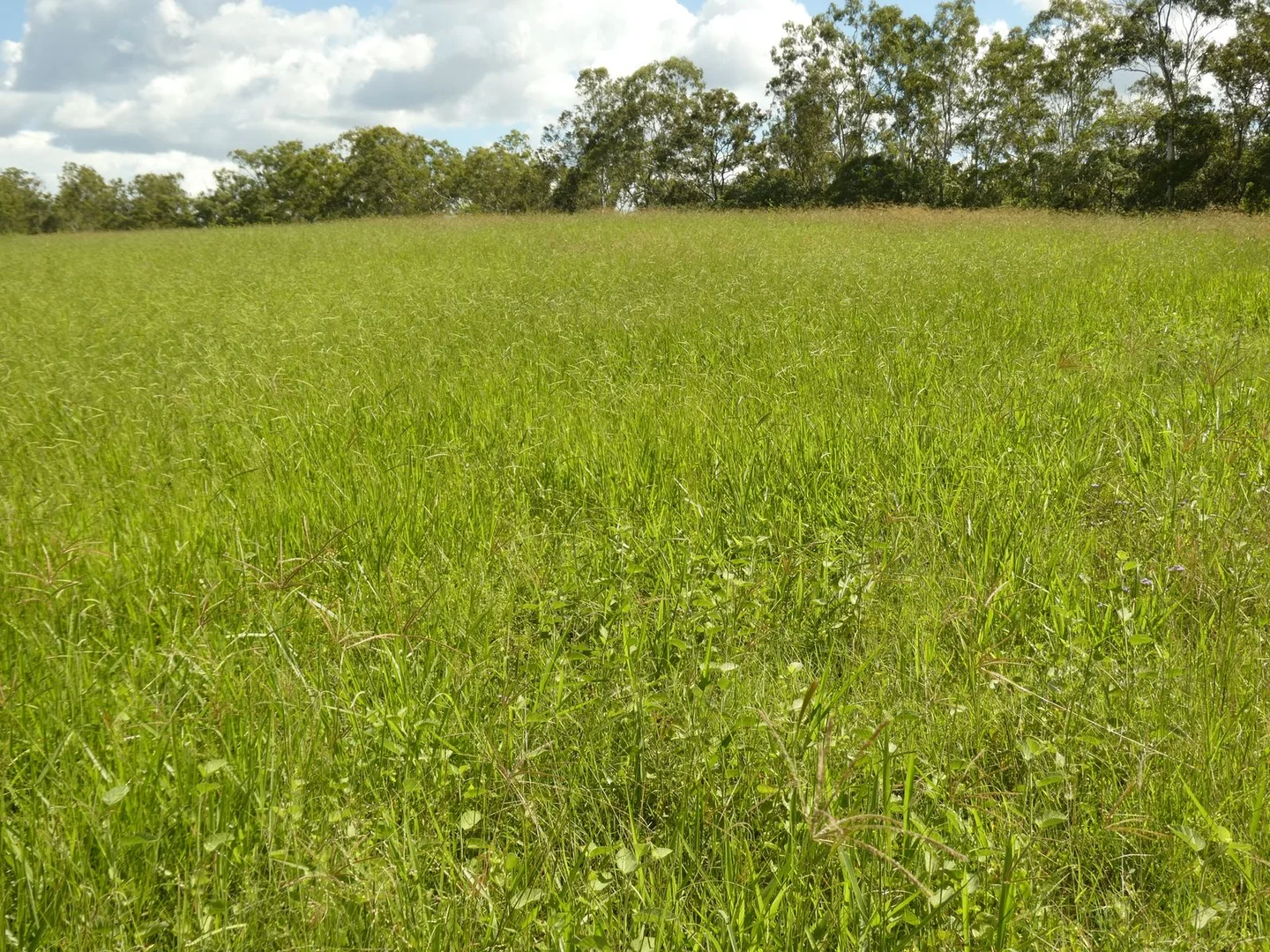 Additional image 21 of 510 Promisedland Road, Promisedland QLD 4660