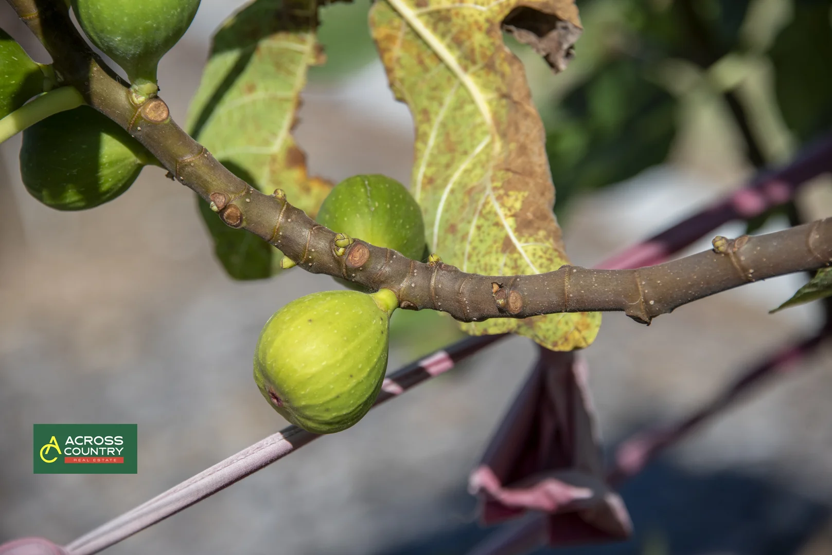 Additional image 34 of 18 Steinhardts Road, Moffatdale QLD 4605