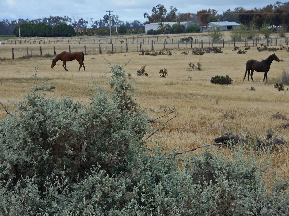 Lot 10 Wanera Lane, Goodnight NSW 2736, Image 2