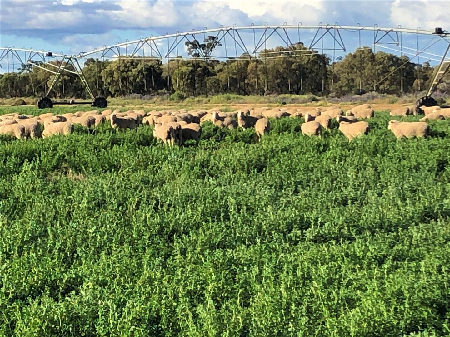 "Netherby" Cobb Hwy, Deniliquin NSW 2710, Image 1