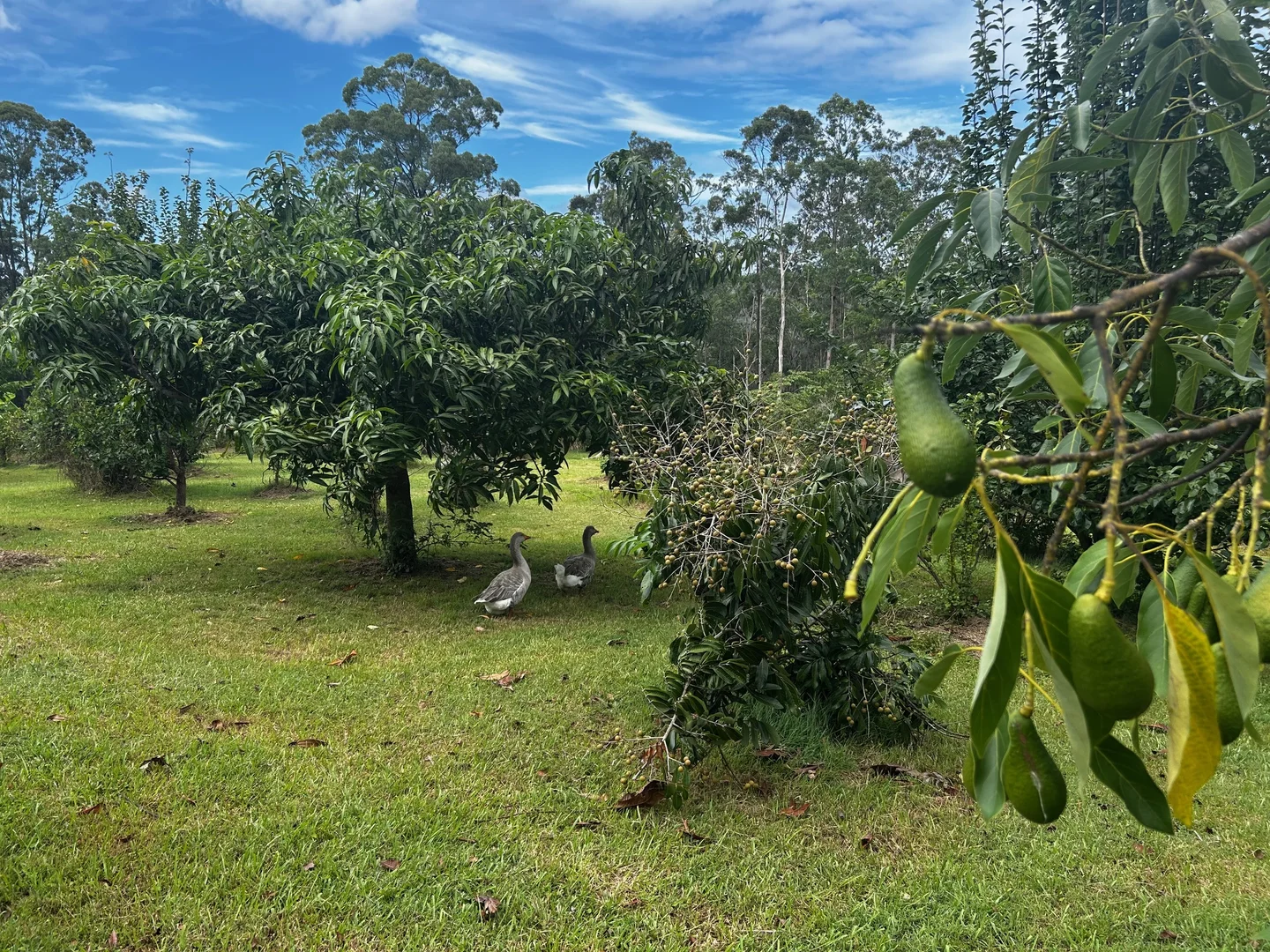 Additional image 26 of 220 Lees Lane, Hogarth Range NSW 2469