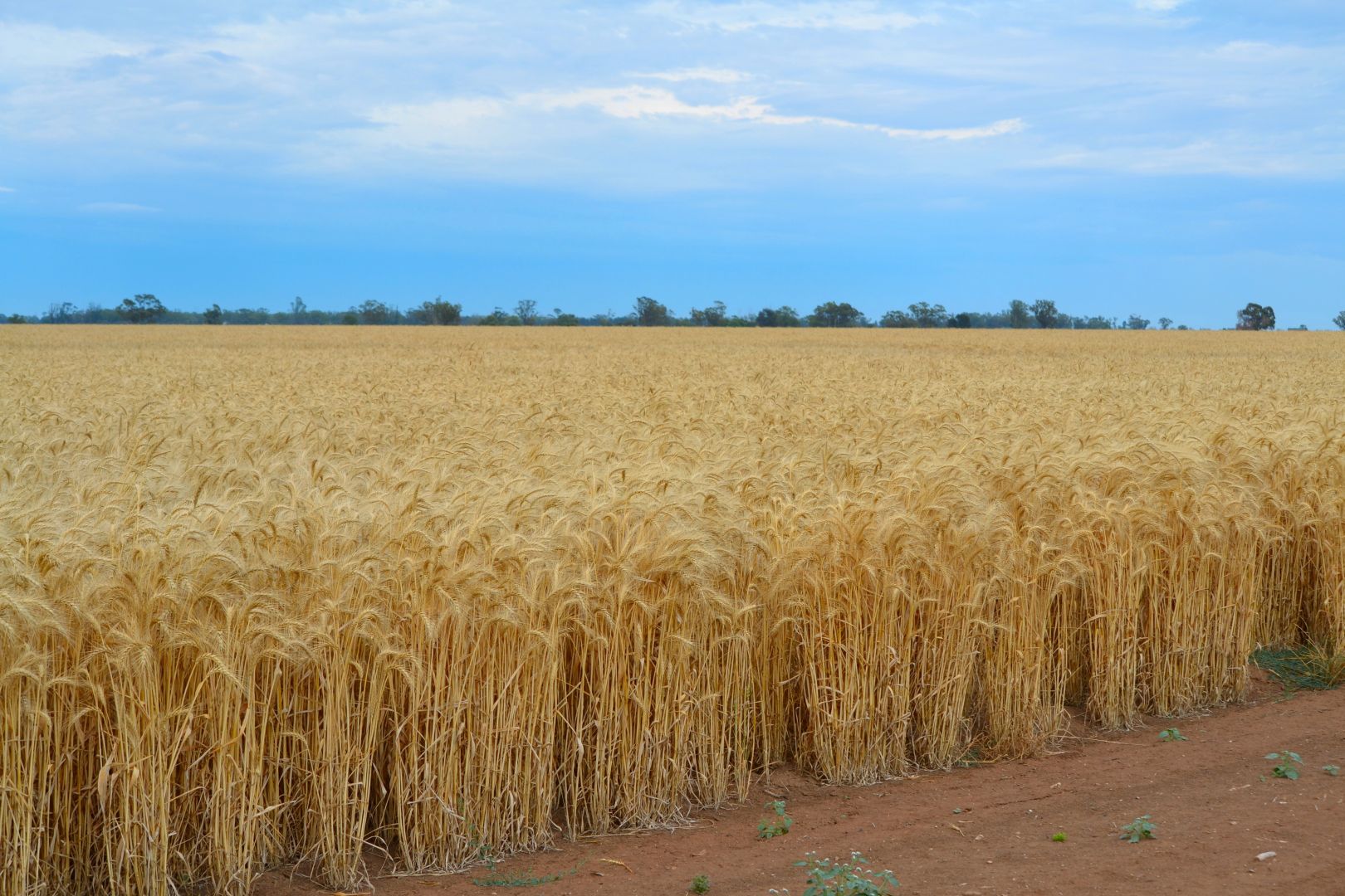 Narromine NSW 2821, Image 2