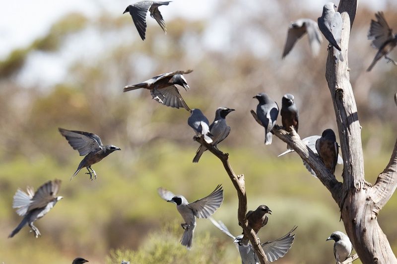 6 Bushland Estate, Blanchetown SA 5357 House for Sale Domain