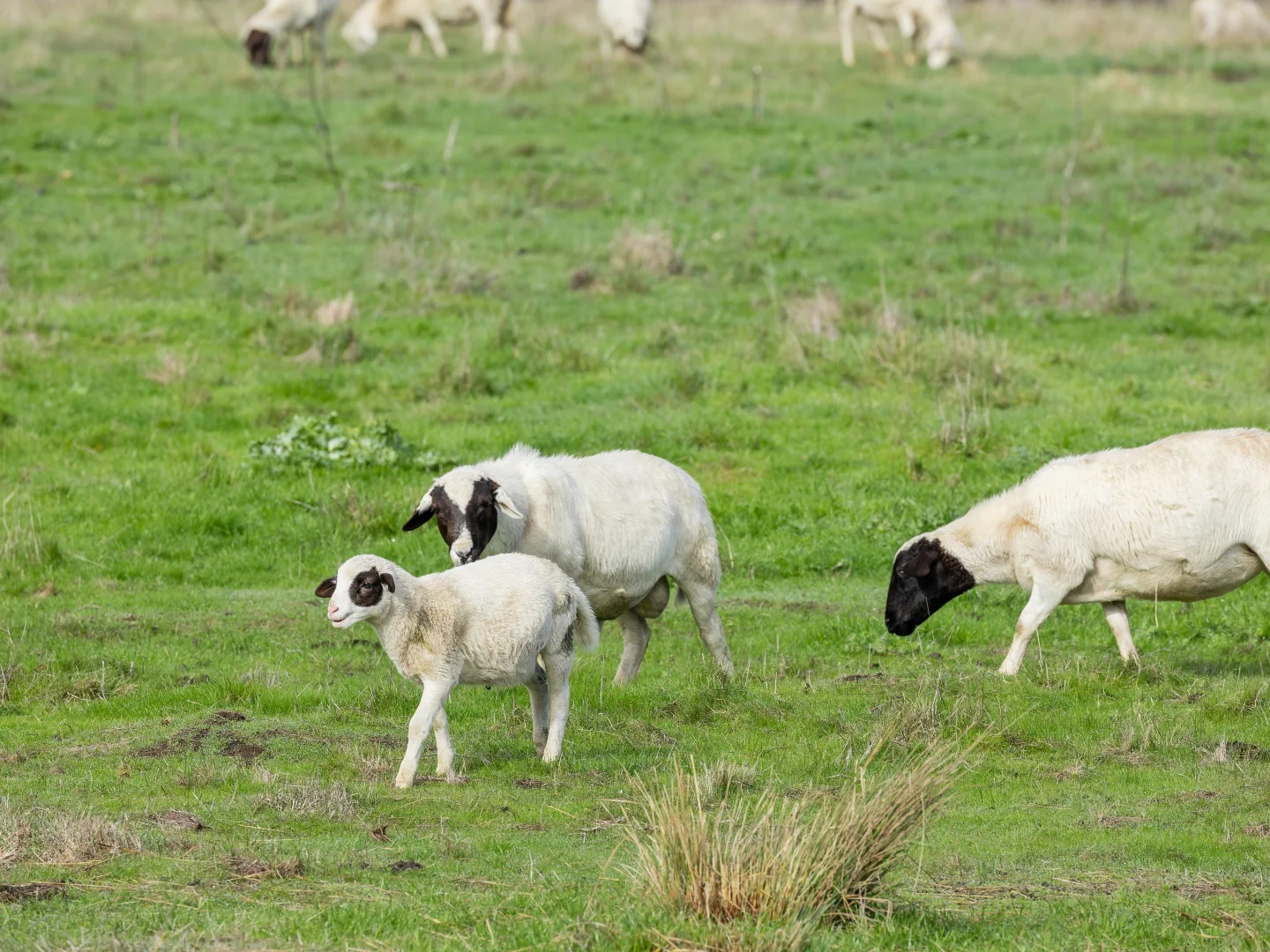 Image 54