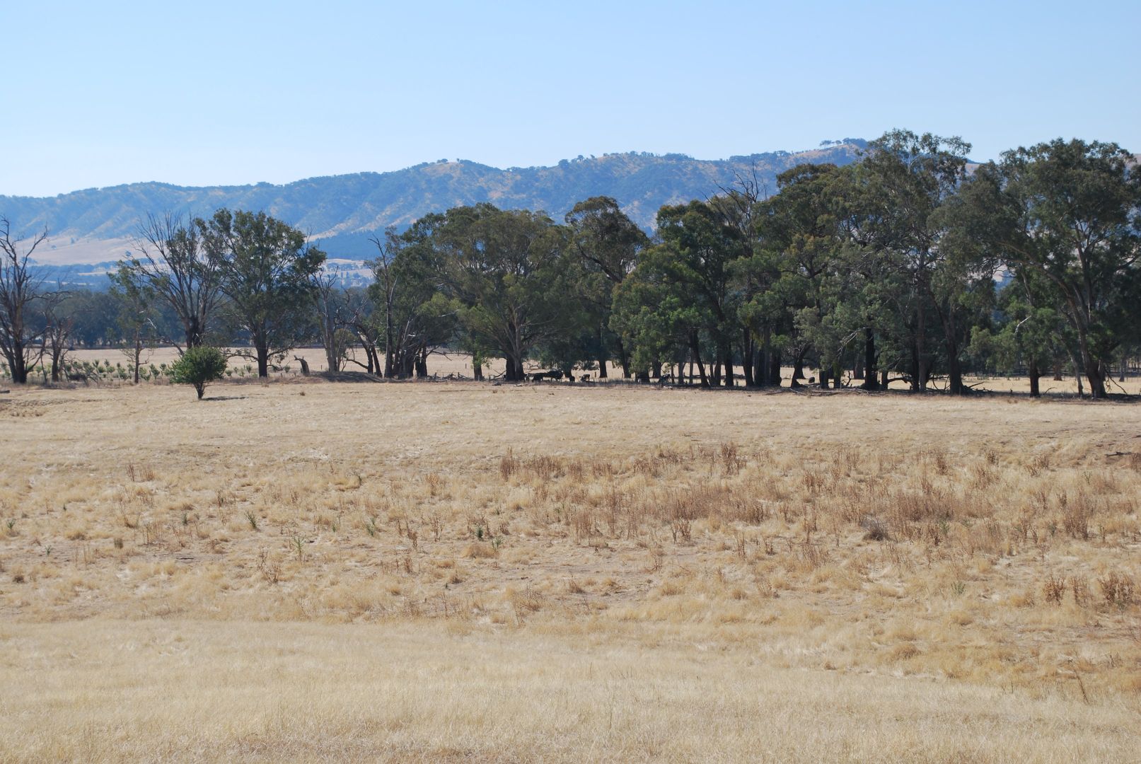 Top Paddock Rae Road, Murmungee VIC 3747, Image 1