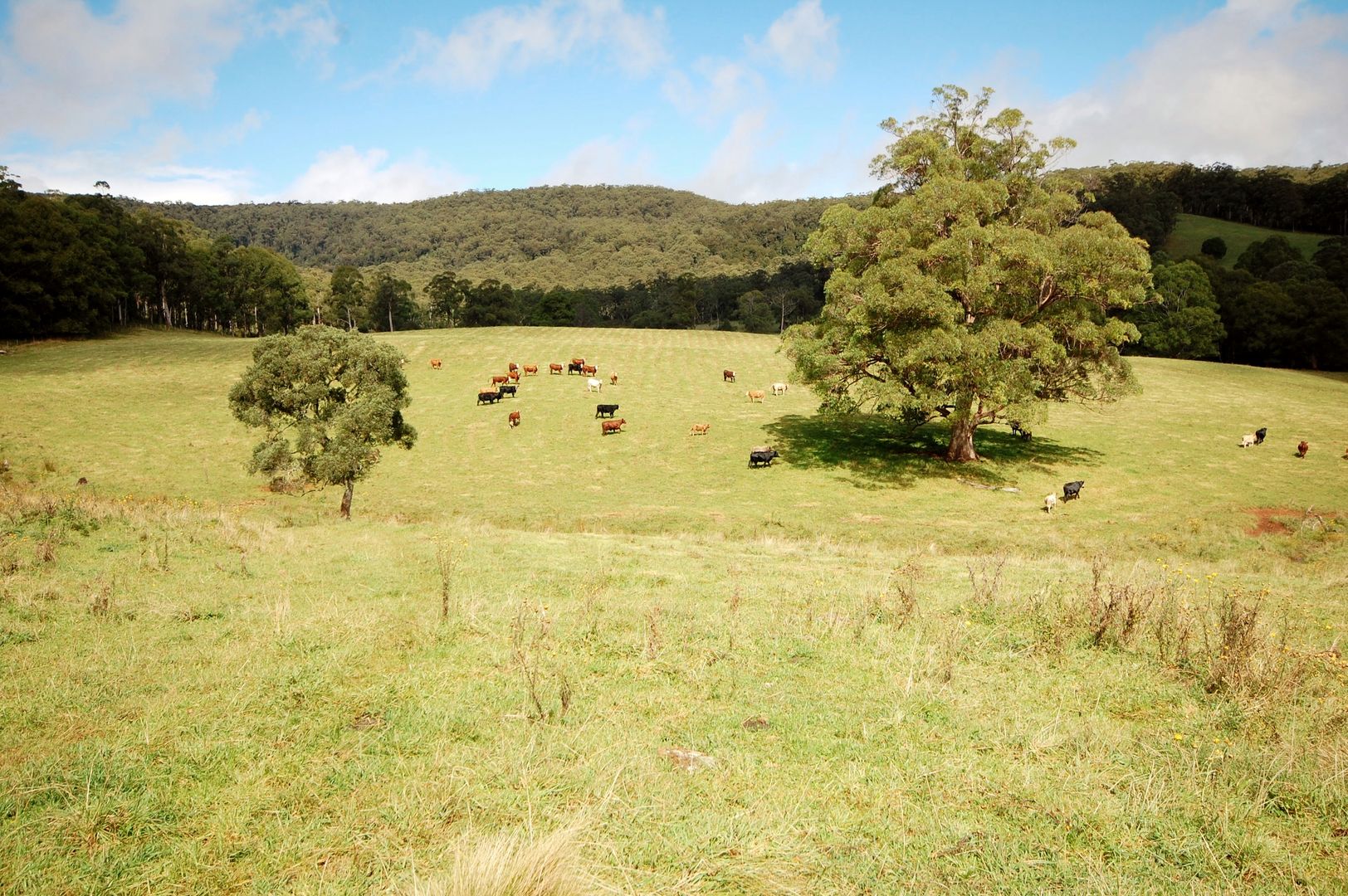 6101 Waterfall Way, Dorrigo NSW 2453, Image 2