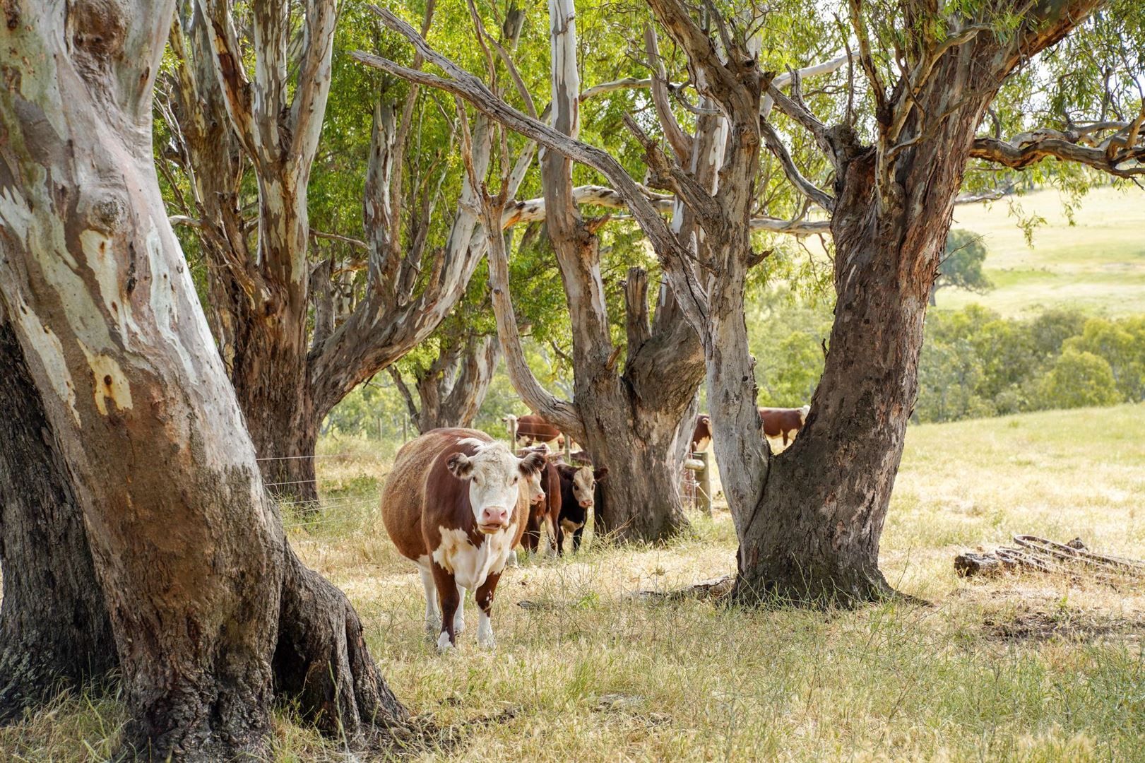 46 Retreat Homestead Road, Casterton VIC 3311, Image 1