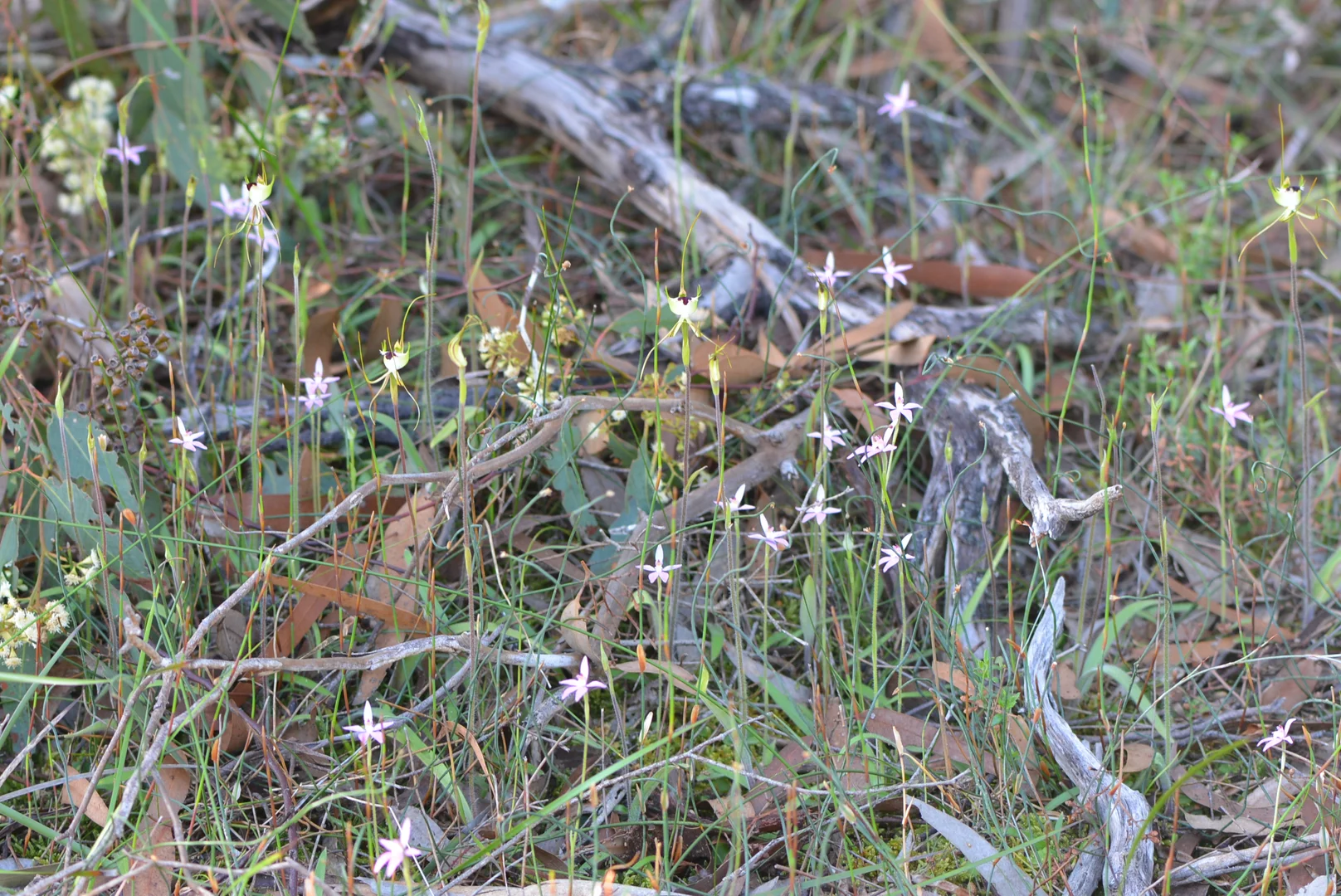 Image 84