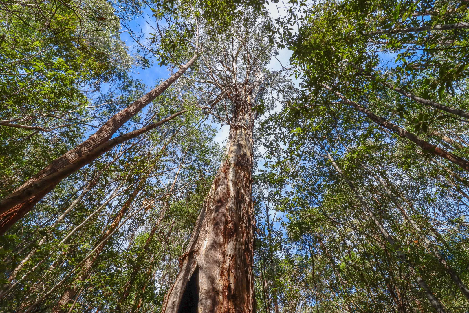 Additional image 11 of 1 Link Road, Lonnavale TAS 7109